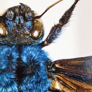 May include: Detailed close-up of a bee, showcasing its blue and brown hues. The bee's body is covered in fine hairs, with detailed wings and antennae. The image highlights the intricate details of the insect's structure.