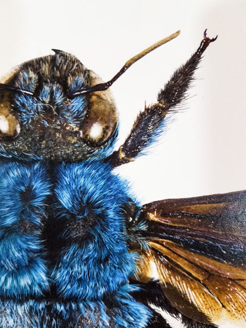 May include: Detailed close-up of a bee, showcasing its blue and brown hues. The bee's body is covered in fine hairs, with detailed wings and antennae. The image highlights the intricate details of the insect's structure.