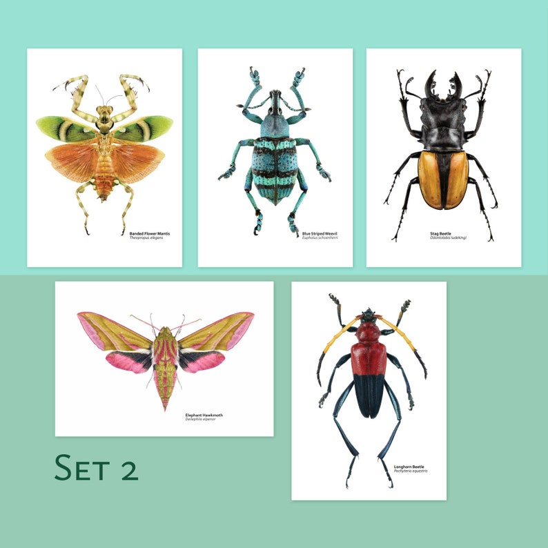 Single Insectos Cards Conjuntos de postales con ilustraciones científicas de insectos (de 5 a ...