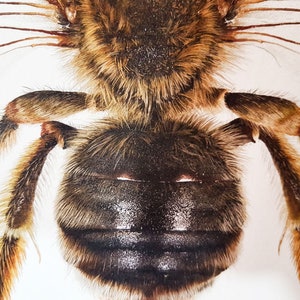 May include: Detailed close-up of a bee, revealing its segmented body and hairy legs. The bee's thorax is covered in brown and tan fur, with a dark, shiny abdomen. The image highlights the intricate details of the insect's anatomy.