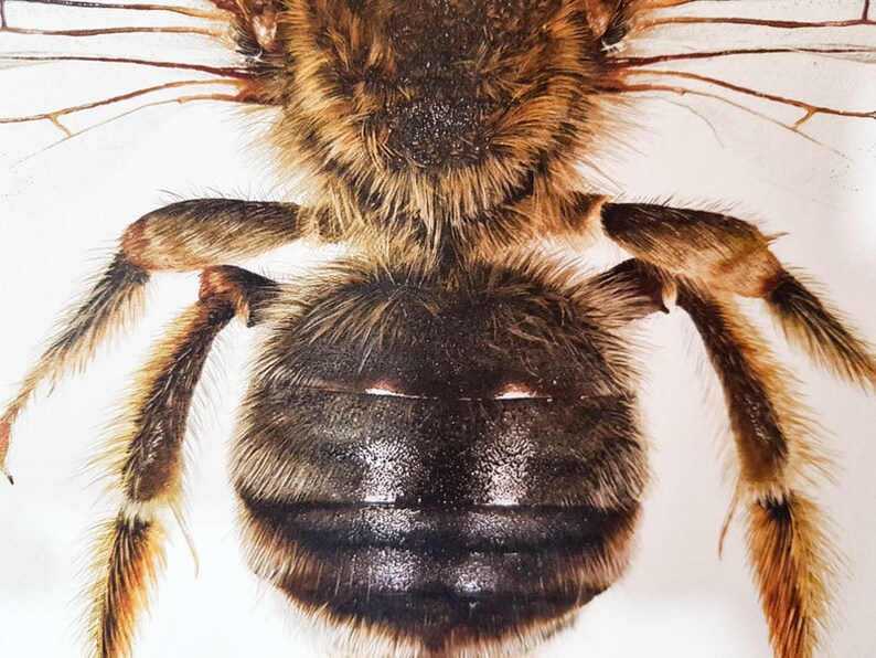 May include: Detailed close-up of a bee, revealing its segmented body and hairy legs. The bee's thorax is covered in brown and tan fur, with a dark, shiny abdomen. The image highlights the intricate details of the insect's anatomy.