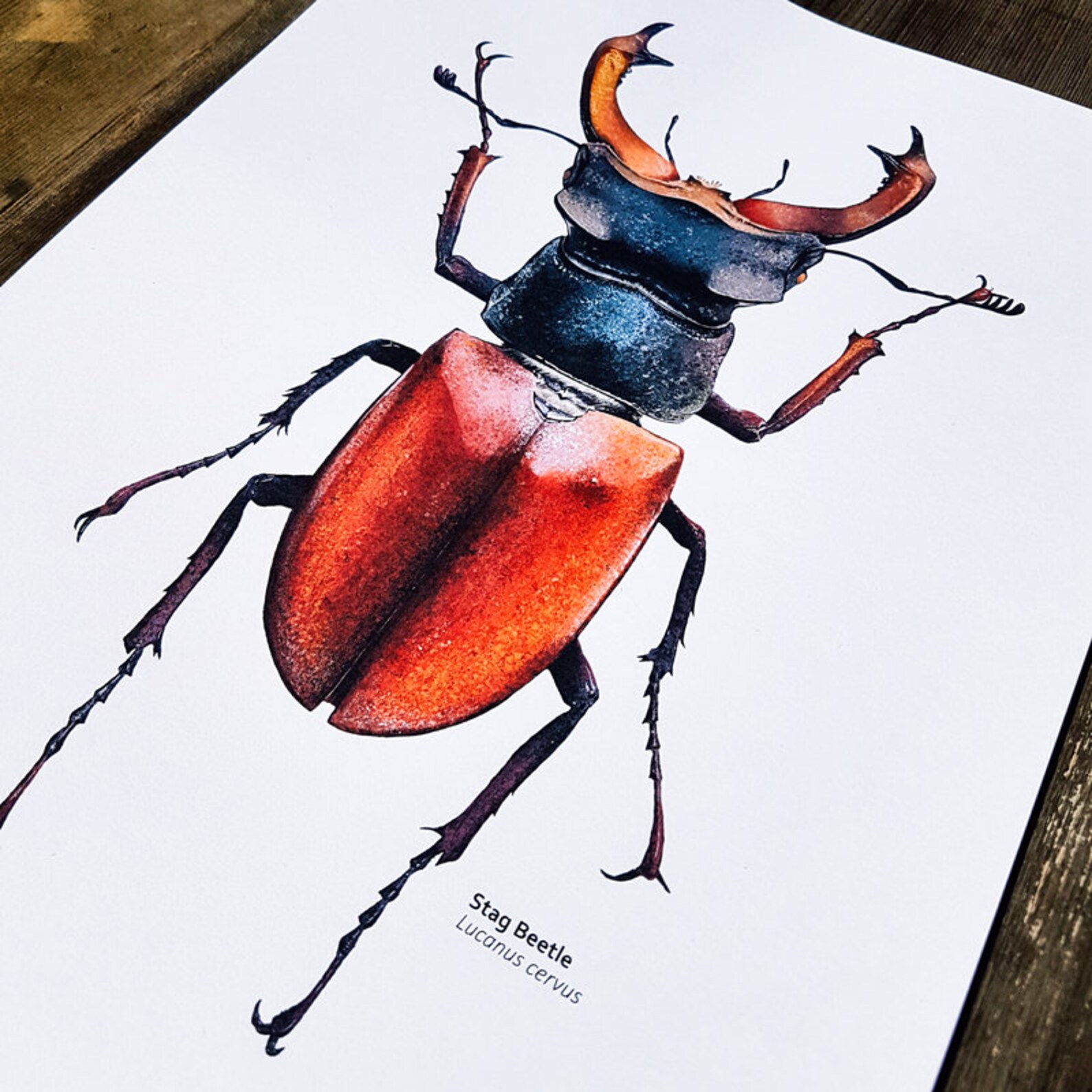 Wall Art Beetles (A4) – Stag Beetle
