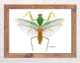 Malaysian Shield Mantis print, scientific illustration