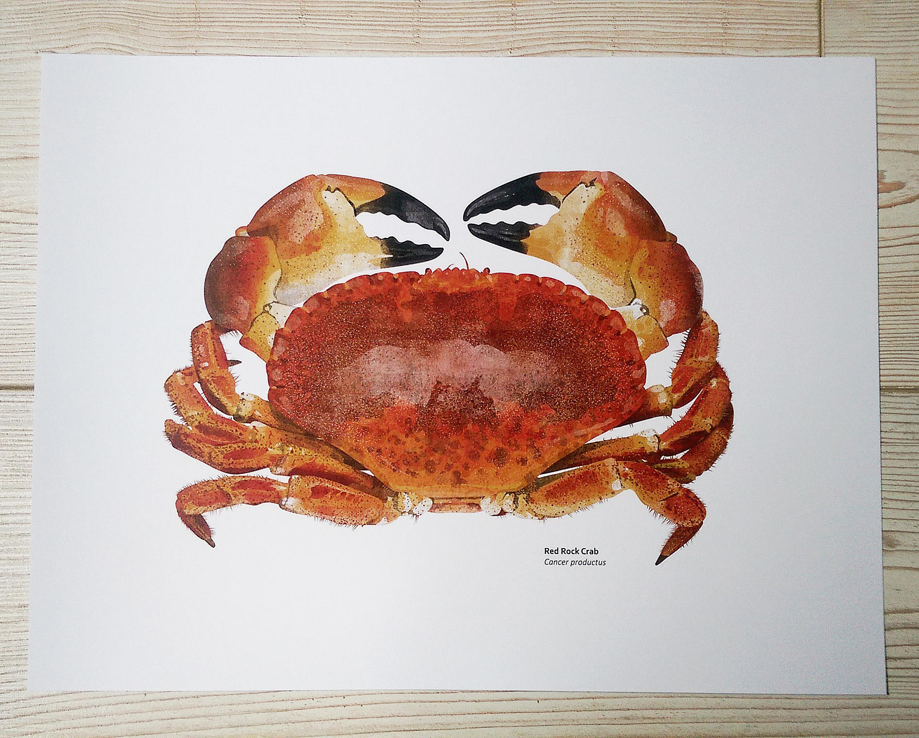 Red Rock Crab Print, Crab Illustration, Coastal Print, Various