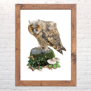 Long-Eared Owl print, scientific illustration