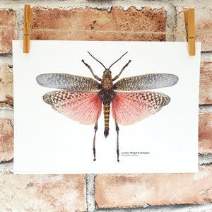 Crimson-Winged Grasshopper, scientific illustration style