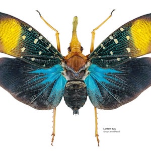 May include: A close-up of a Lantern Bug, also known as Pyrops whiteheadi, with vibrant blue, yellow, and black wings. The bug has long, thin legs and a prominent head.