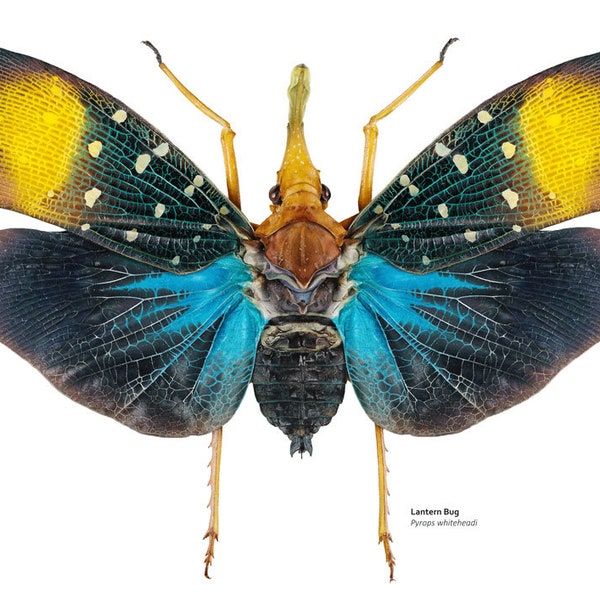 Lantern Bug print, scientific illustration