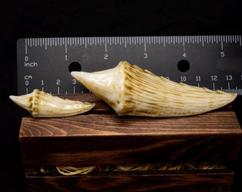 Resin Dragon Fang - Jewelry Making Supplies & Cosplay Prop, Realistic Fang Bead, Fang Piece, Dragon Theme Jewelry, DIY Fantasy Projects