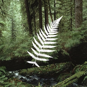 fern leaf decal, fern stickers, fern leaves laptop decal, plants window sticker, bumper sticker