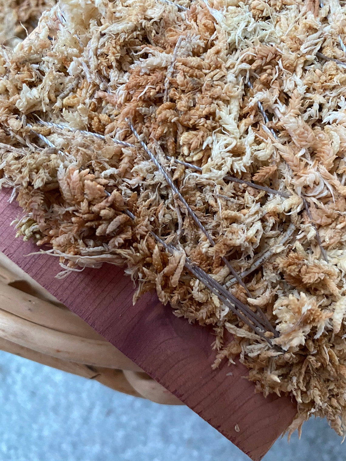 Cedar Moss