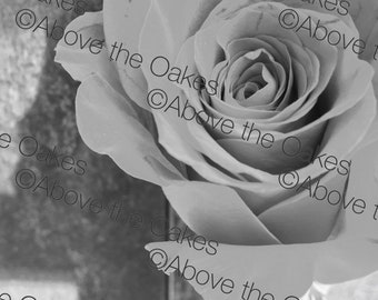 black and white rose