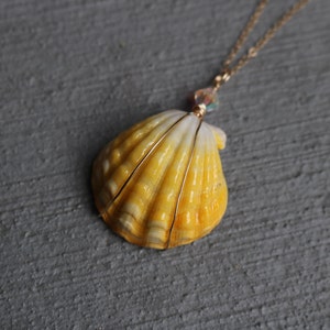Sunrise Shell Necklace, Sunrise Shell Jewelry, Sunrise Shell Pendant, Hawaiian Sunrise Shell, Hawaii Shell Necklace, Beach Gift, Surfer Gift image 3