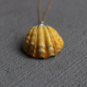 Sunrise Shell Necklace, Sunrise Shell Jewelry, Sunrise Shell Pendant, Hawaiian Sunrise Shell, Hawaii Shell Necklace, Beach Gift, Surfer Gift image 7