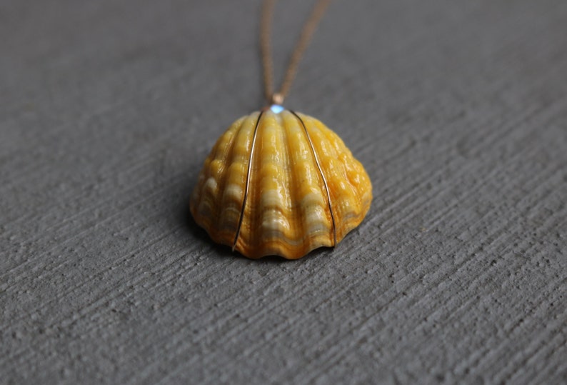Sunrise Shell Necklace, Sunrise Shell Jewelry, Sunrise Shell Pendant, Hawaiian Sunrise Shell, Hawaii Shell Necklace, Beach Gift, Surfer Gift image 7