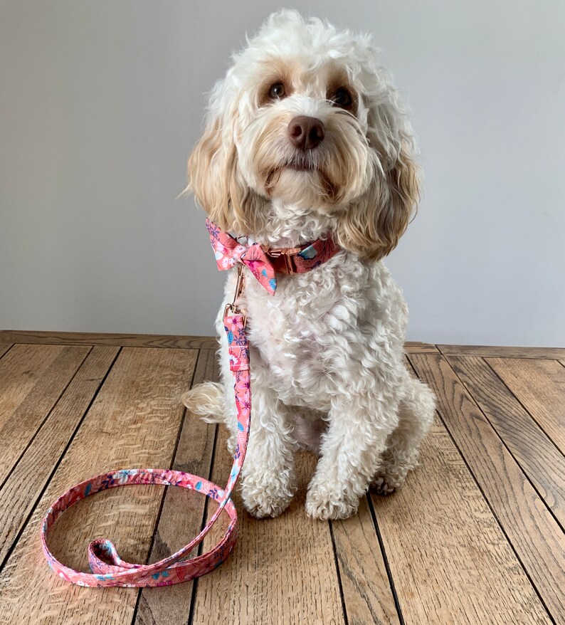 May include: A fluffy white and tan dog wearing a pink floral collar and bow tie, with a matching leash. The collar and leash feature a repeating pattern of pink and blue flowers. The dog is sitting on a wooden surface.