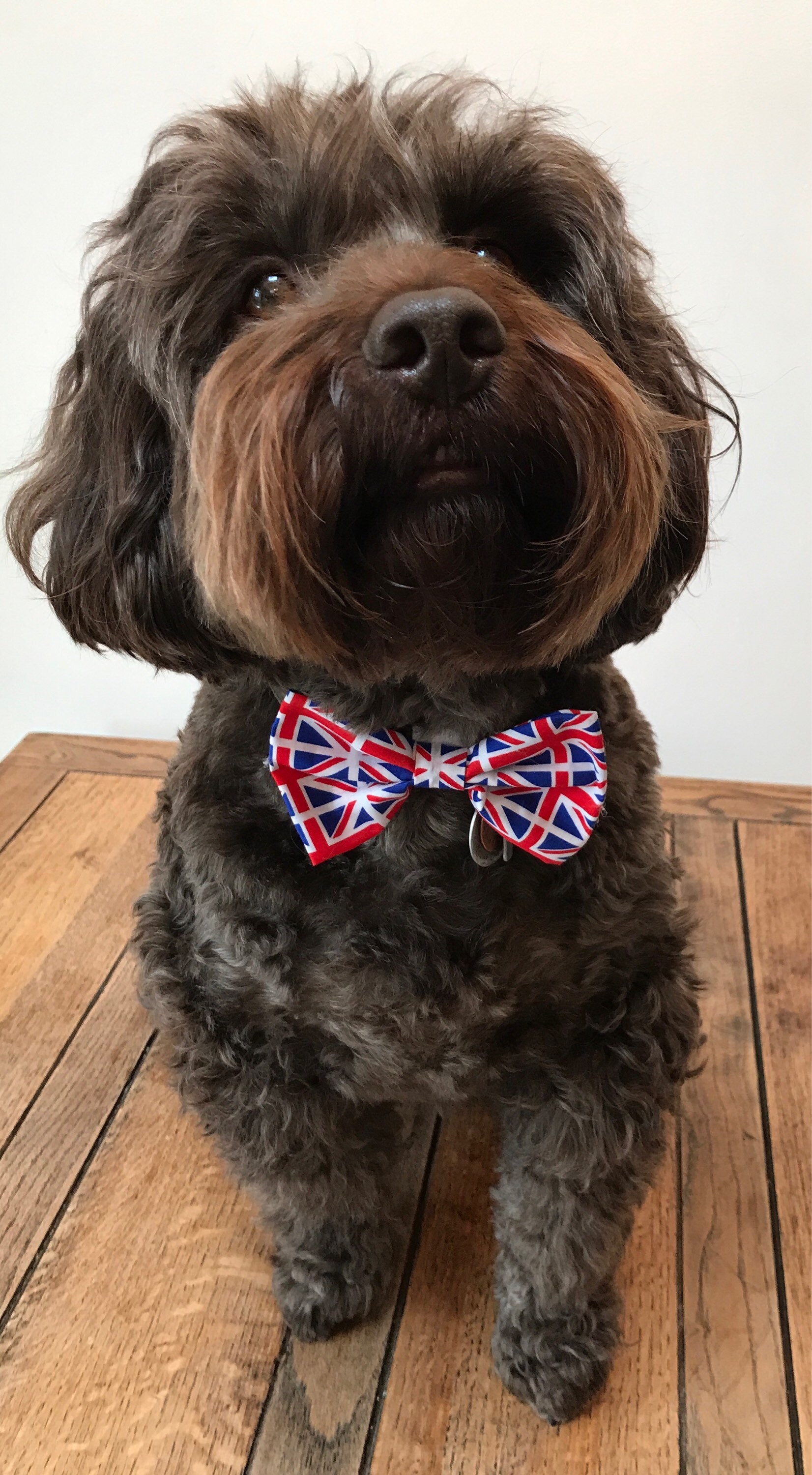 union jack dog bow tie