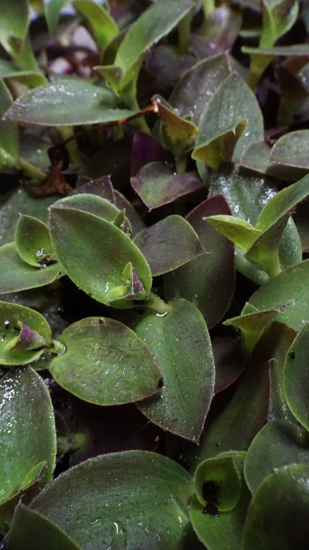 Purple Fuzzy Wandering Jew Tradescantia pallida ‘Purple | Etsy