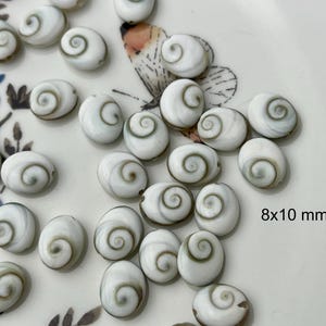 Puede incluir: Una colección de conchas blancas ovaladas con un patrón de espiral verde. Las conchas miden aproximadamente 8 por 10 milímetros.