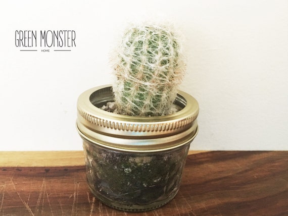 Live Old Lady Cactus For Your Desk Plant Size 3 Inch H In Etsy