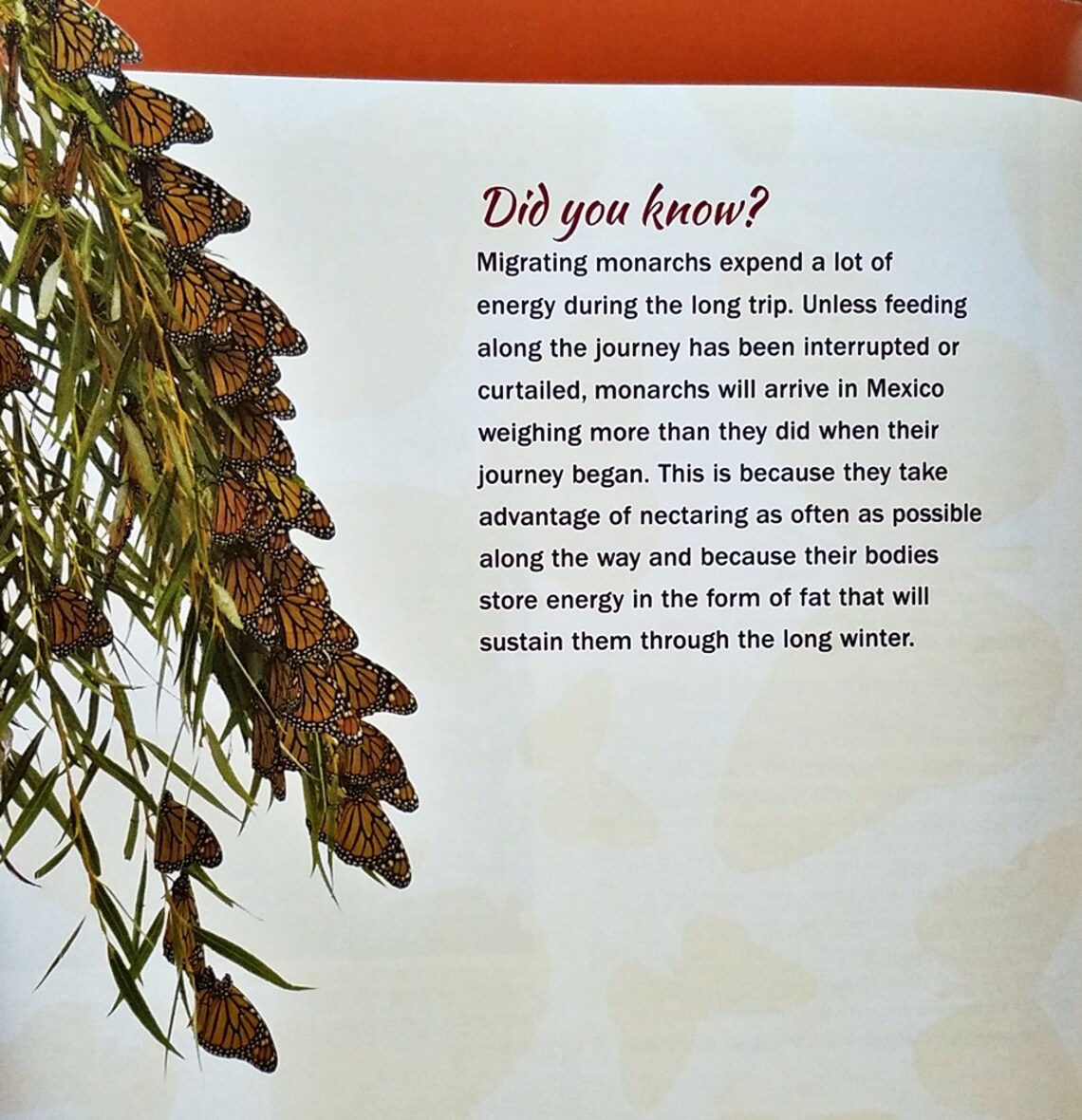 The MONARCH Saving Our Mostloved Butterfly Hardcover Book Etsy