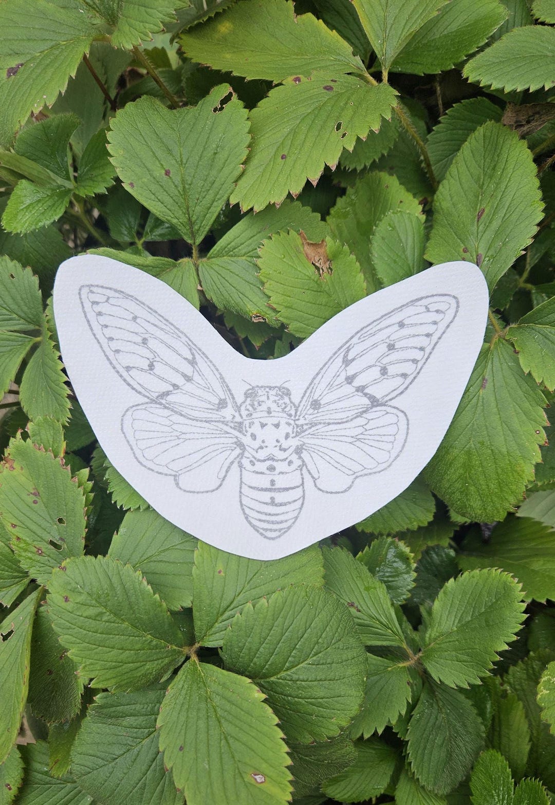 Stick and Stitch Cicada Insect DIY Embroidery Water Soluble Spring ...