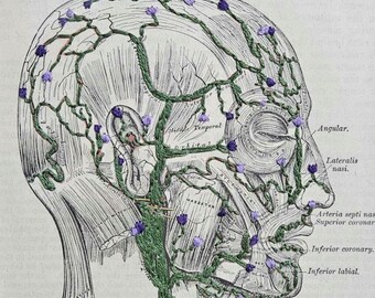 Gray's Anatomy Embroidered Page Arteries Science Decor 5x7in