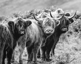 Highland Cattle Wall Art Print – Moody Scottish Landscape Photography