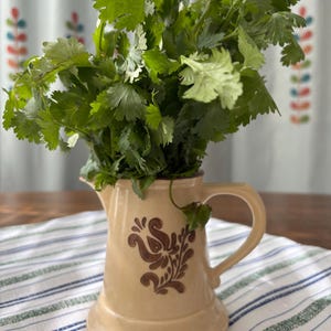 May include: A bunch of fresh green cilantro in a beige ceramic pitcher with a brown floral design. The pitcher sits on a striped blue and white cloth. The background includes a wooden table and a curtain with floral patterns.