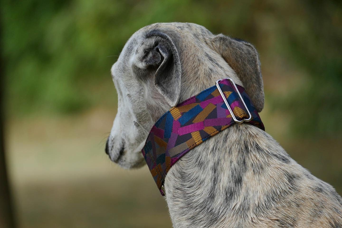 Collier en Brocart Pour Chiens Réglable, Martingale ou Clip, Lévrier