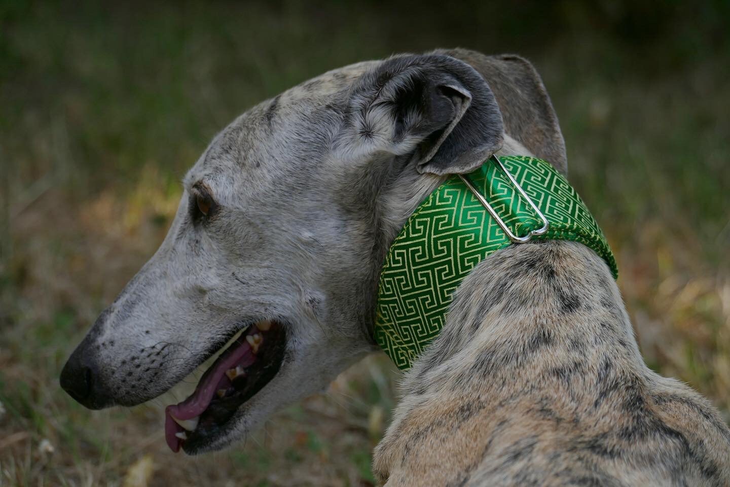 Collier en Brocart Pour Chiens Réglable, Martingale ou Clip, Lévrier