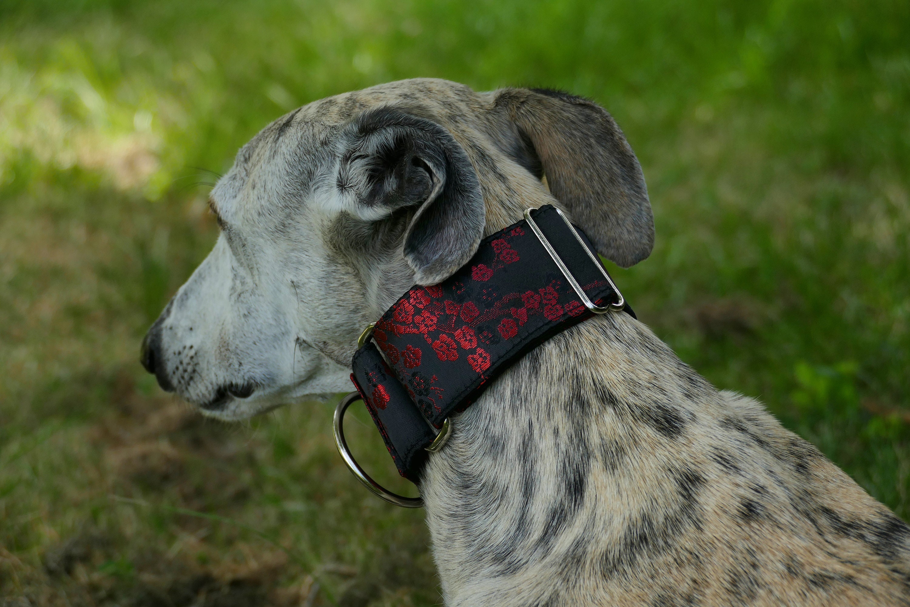 Collier en Brocart Pour Chiens Réglable, Martingale ou Clip, Lévrier