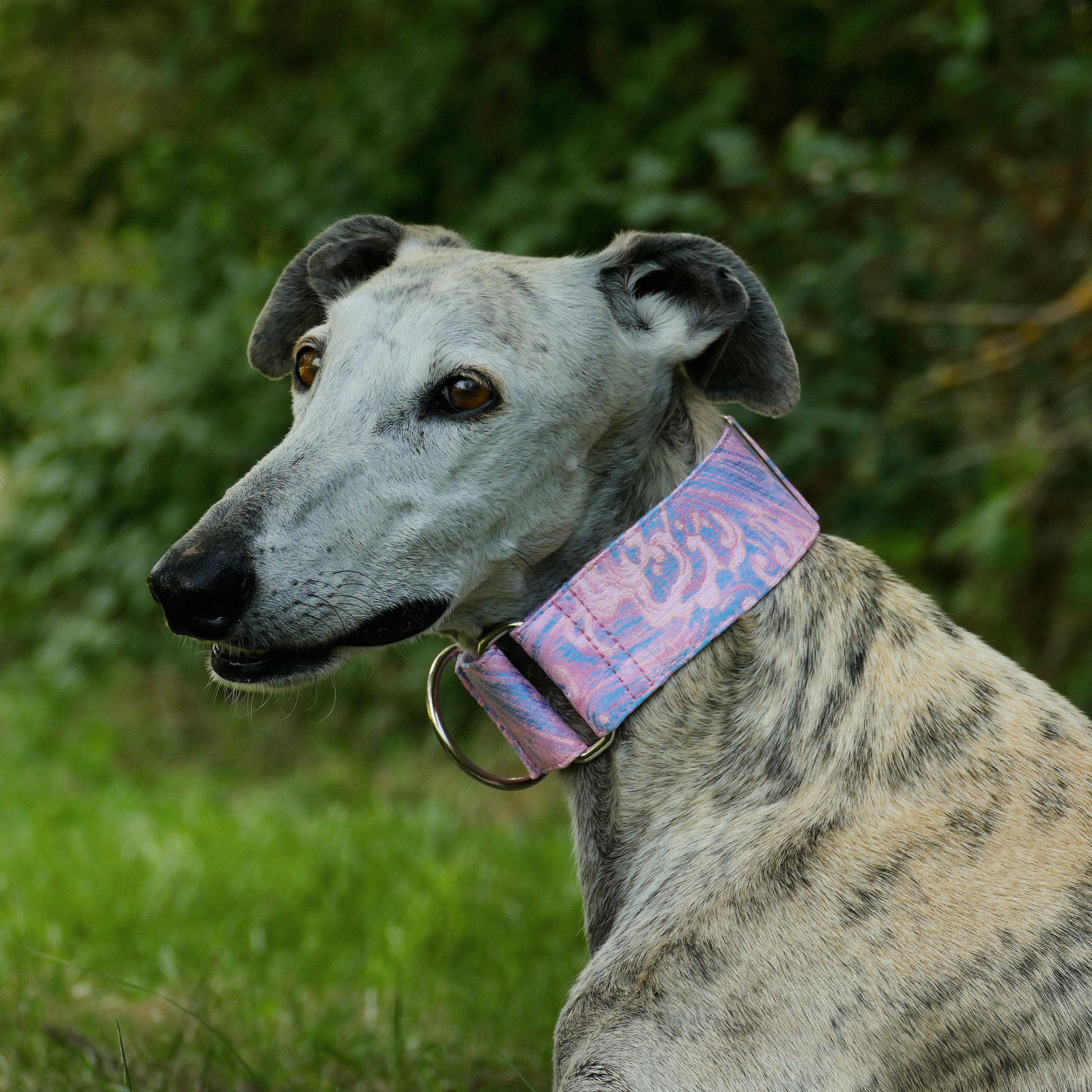 Collier en Brocart Pour Chiens Réglable, Martingale ou Clip, Lévrier