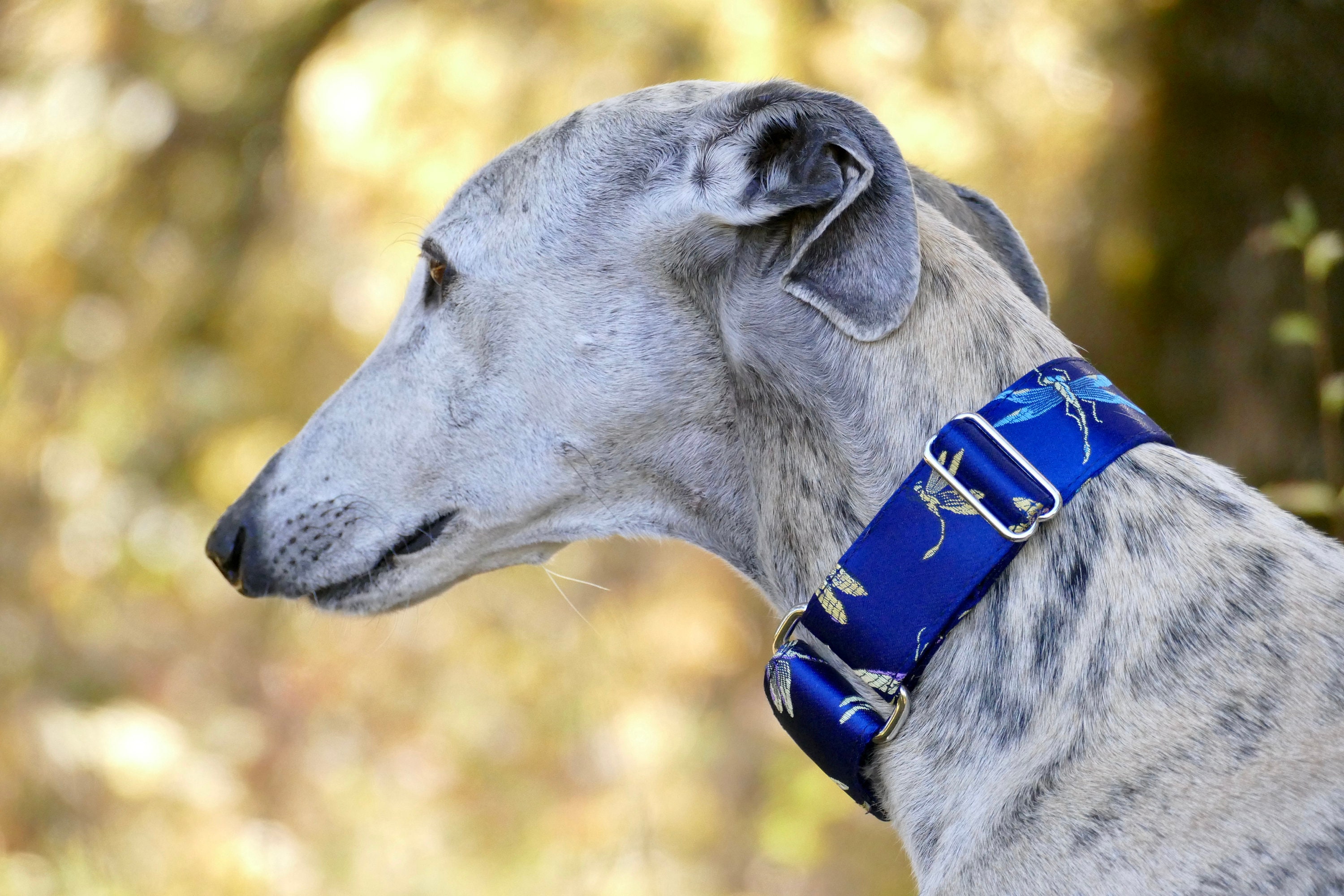 Collier Pour Chiens Réglable, Martingale ou Clip, Tissu Brocart, Libellules