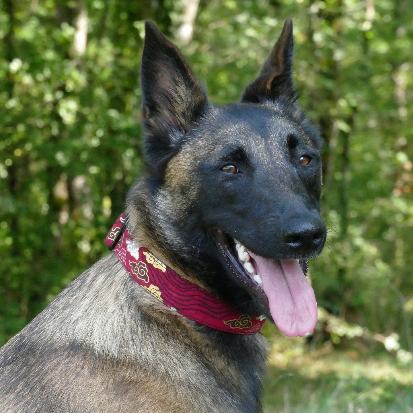 Collier Pour Chiens Réglable, Martingale ou Clip, Tissu Japonais, Nuages, Shiba, Akita