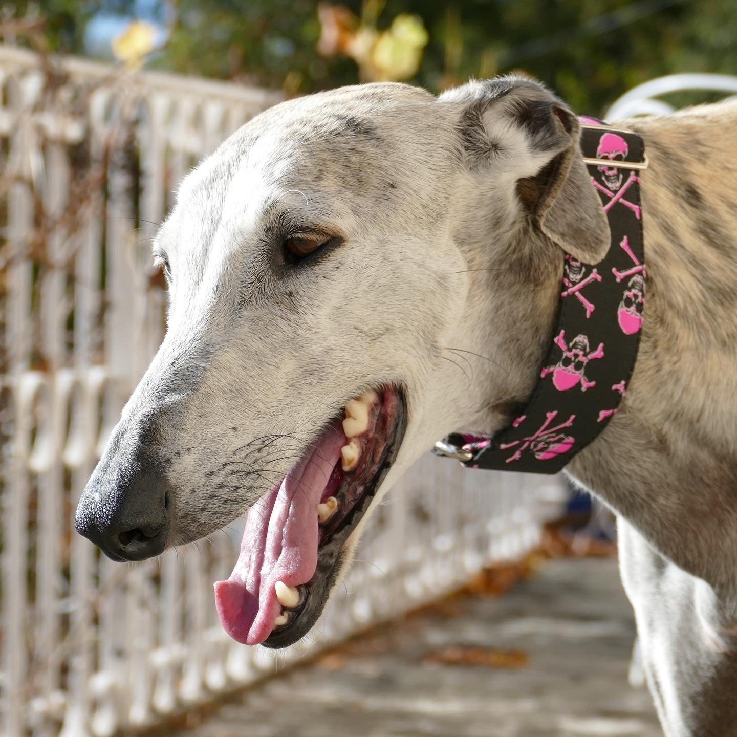 Collier Pour Chiens Réglable, Martingale ou Clip, Têtes de Mort
