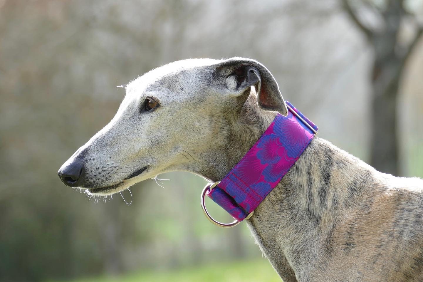 Collier en Brocart Pour Chiens Réglable, Martingale ou Clip, Lévrier