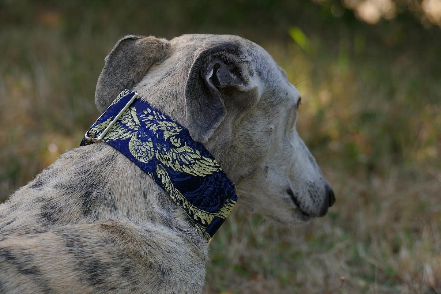 Collier en Brocart Pour Chiens Réglable, Martingale ou Clip, Lévrier