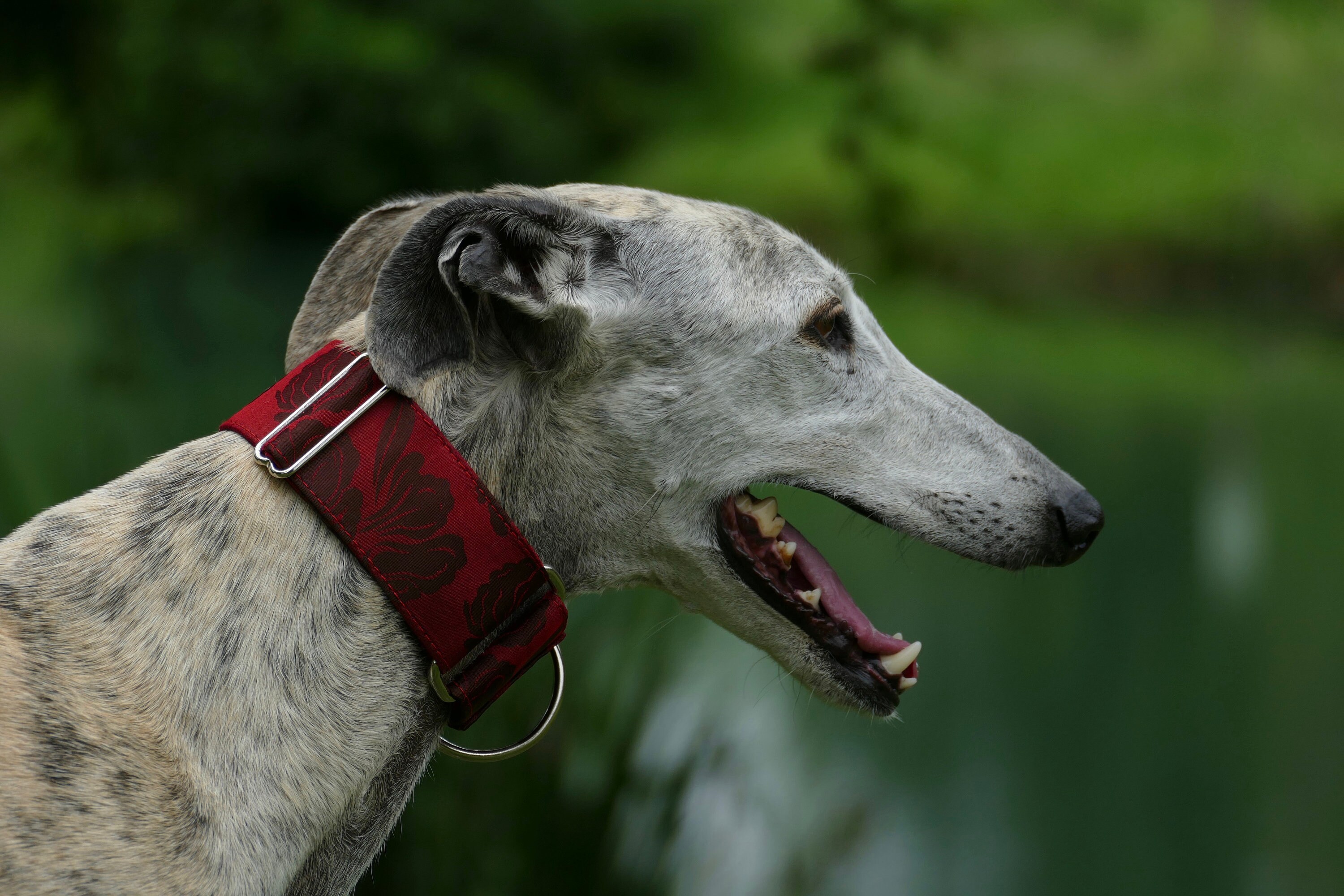 Collier en Brocart Pour Chiens Réglable, Martingale ou Clip, Lévrier