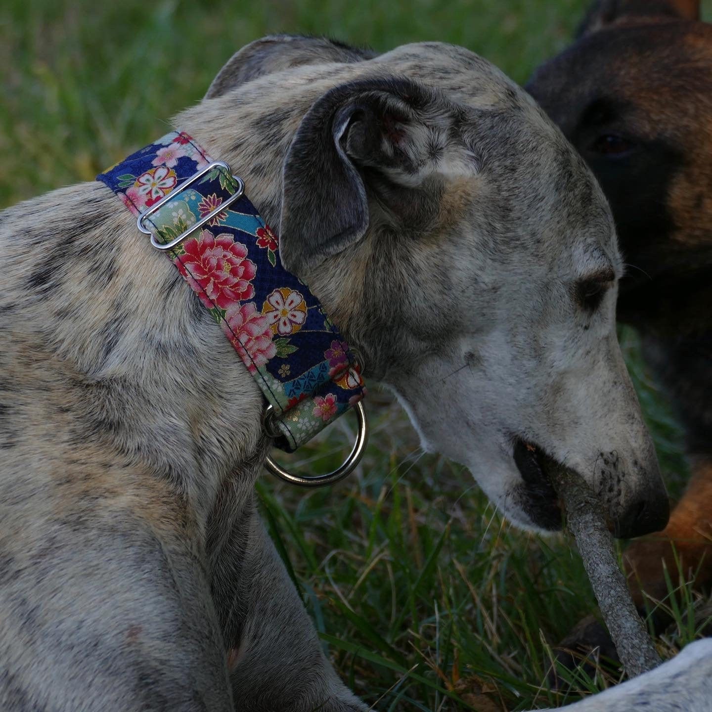 Collier Pour Chiens Réglable, Martingale ou Clip, Tissu Japonais, Lévrier, Galgo, Whippet, Greyhound