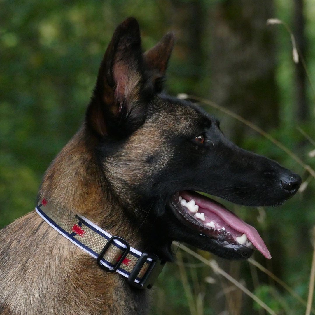 ajustable para perros martingala o clip raya dorada - Etsy España