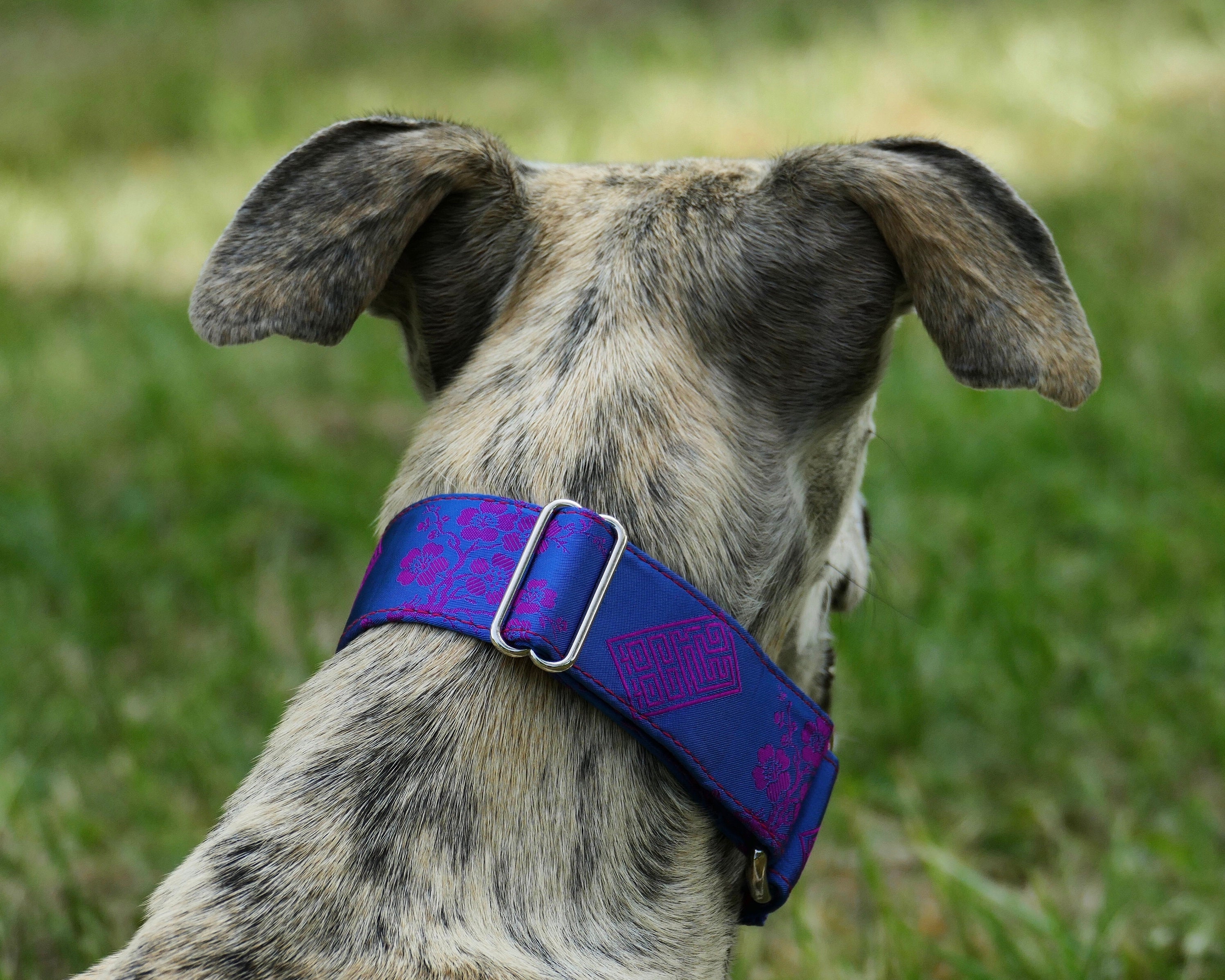 Collier en Brocart Pour Chiens Réglable, Martingale ou Clip, Lévrier