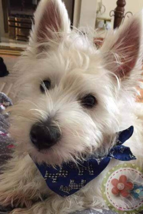Download Westie/Scottie Dog Bandana Mock Tie Slide Over Collar | Etsy