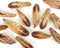 50 Whole Mahogany Pods - Bird Toy Part, Easy to Chew or Shred