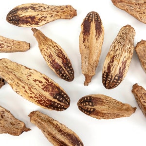 May include: A collection of dried seed pods with a light brown and dark brown mottled pattern. The pods have a pointed end and a rounded base.