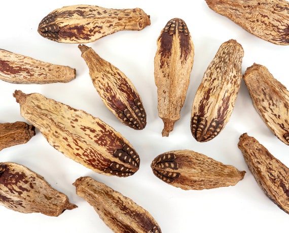 12 Whole Mahogany Pods - Bird Toy Part, Easy to Chew or Shred
