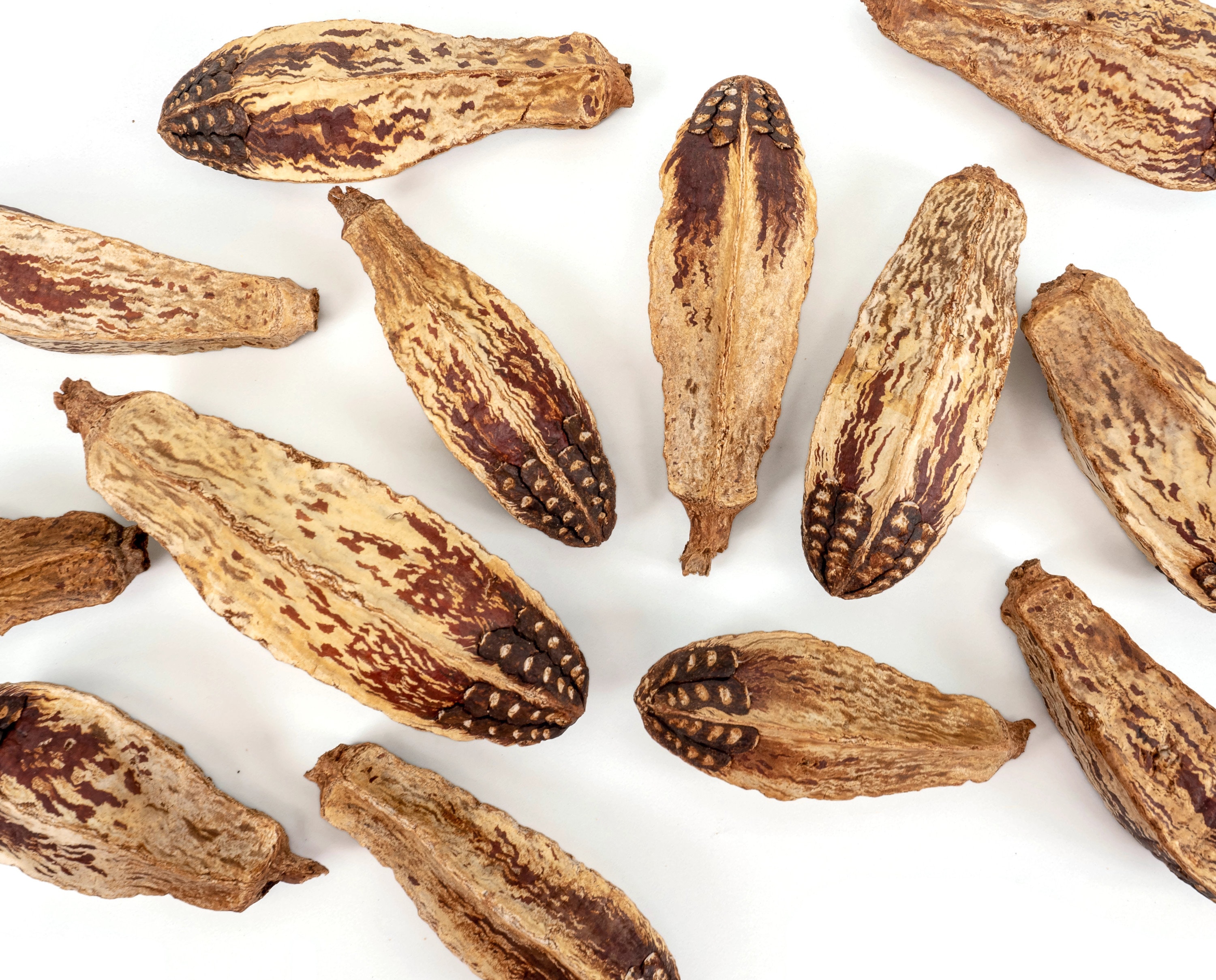 50 Whole Mahogany Pods Bird Toy Part Easy to Chew or Shred Etsy UK