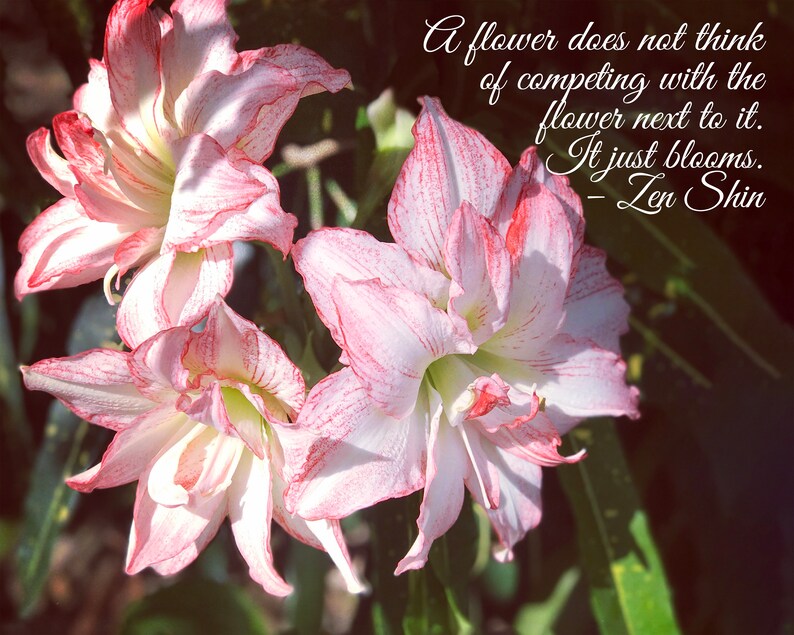 Motivational Motivational Quote Inspirational Quote It Just Blooms Inspirational Quote Art Print Inspirational Flower Photograph Prints Art Collectibles Delage Com Br