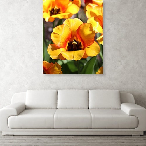 Beauty of Apeldoorn Tulip Fine Art Acrylic Print - Tulip Picture - Tulip Photograph - Tulip - Tulip shops Art - Acrylic Print - Large Flower Photo