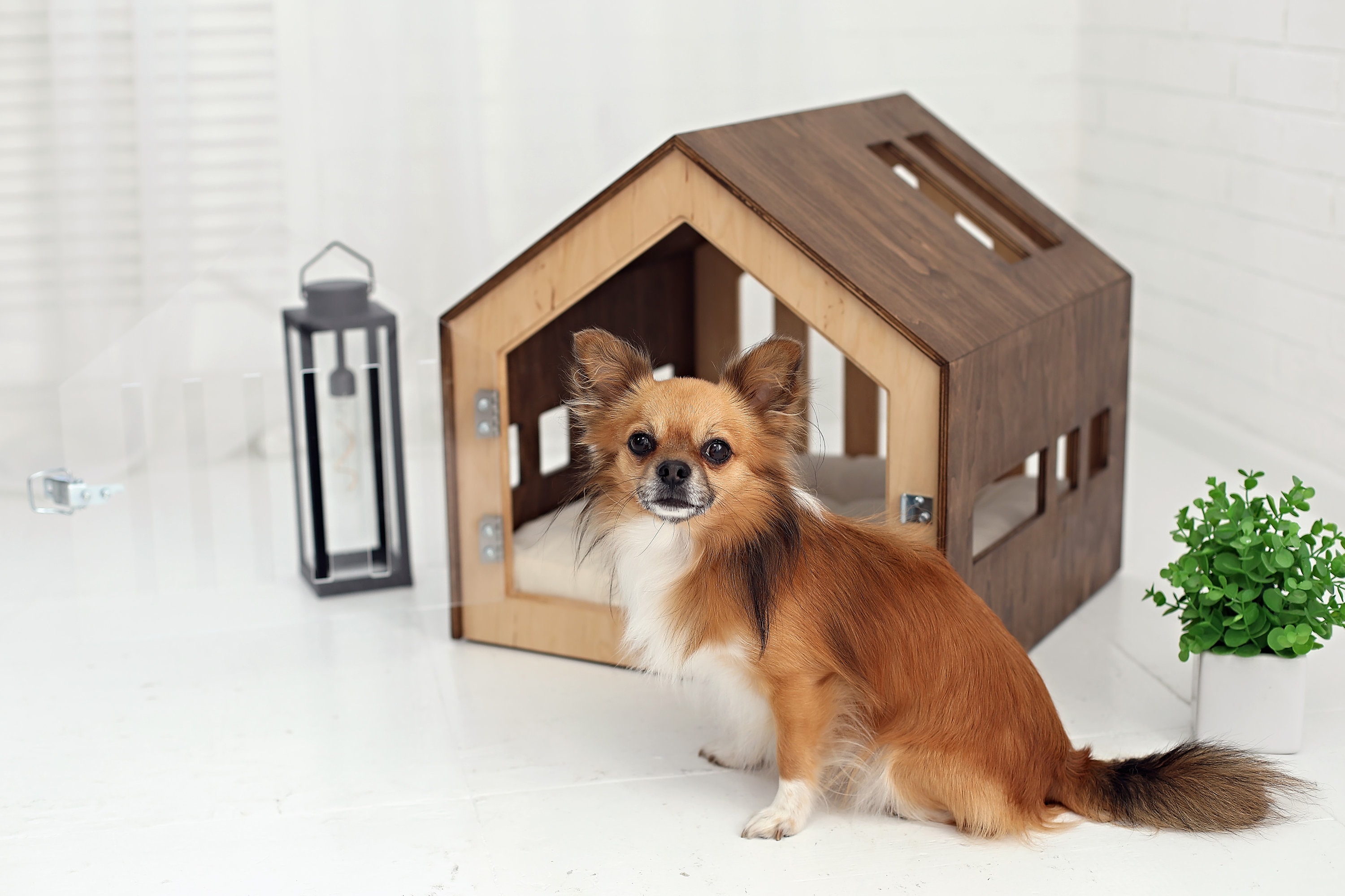 Modern Indoor Dog House With Door Cat and Dog Furniture Dog Etsy